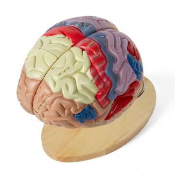Life-Size Brain Model