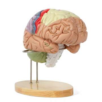 Life-Size Brain Model