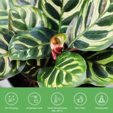 American Plant Exchange Calathea Makoyana with White Pot Cover, 6-Inch Pot, Easy Care, Live Indoor Prayer Plant, Pet Safe, Tropical Houseplant for Home & Office Décor