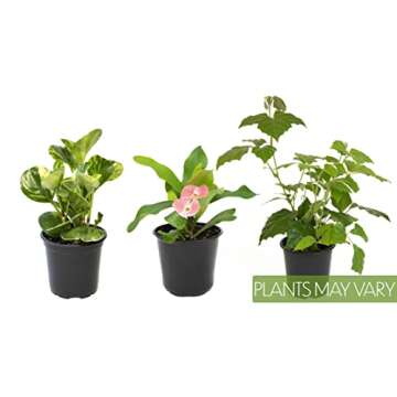 Essential Houseplant Collection (3PK) Live Plants Indoor Plants Live Houseplants in Plant Pots, Easy House Plants Indoors Live, Snake Plant, Pothos in Potting Soil, Clean Air Plants by Altman Plants