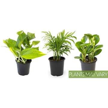 Essential Houseplant Collection (3PK) Live Plants Indoor Plants Live Houseplants in Plant Pots, Easy House Plants Indoors Live, Snake Plant, Pothos in Potting Soil, Clean Air Plants by Altman Plants