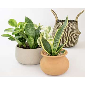 Essential Houseplant Collection (3PK) Live Plants Indoor Plants Live Houseplants in Plant Pots, Easy House Plants Indoors Live, Snake Plant, Pothos in Potting Soil, Clean Air Plants by Altman Plants