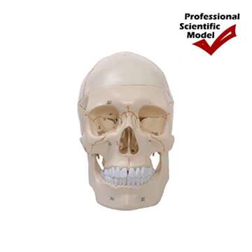 Altratech Human Skull Model Life-Size with Brain Removable Skullcap Professional Grade Anatomical Skull Model for Science Education, with Base (Life-Size)