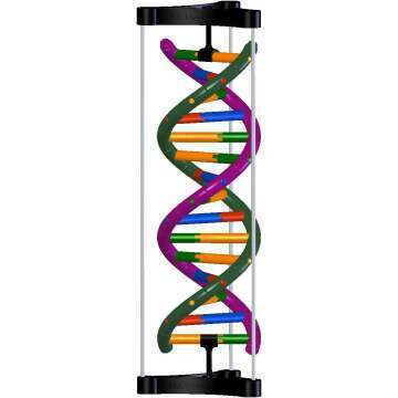 Explore the DNA Double Helix Model for Science Enthusiasts