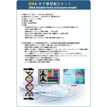 DNA Double Helix Model for Science Enthusiasts