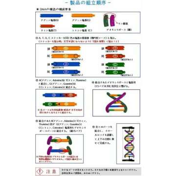 DNA Double Helix Model for Science Enthusiasts