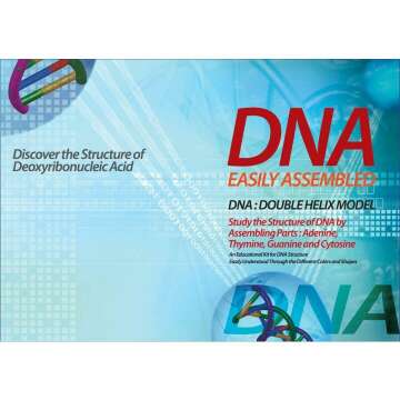 DNA Double Helix Model for Science Enthusiasts