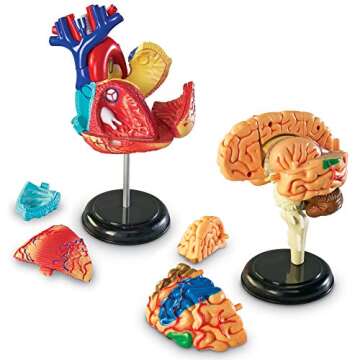 Learning Resources Anatomy Models Bundle Set, Brain, Body, Heart, Skeleton, Classroom Demonstration Tools, Teacher Accessories, Grades 8+, Ages 3+