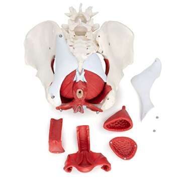 Medical Anatomical Female Pelvis Model with Removable Organs, 6-part, Life Size