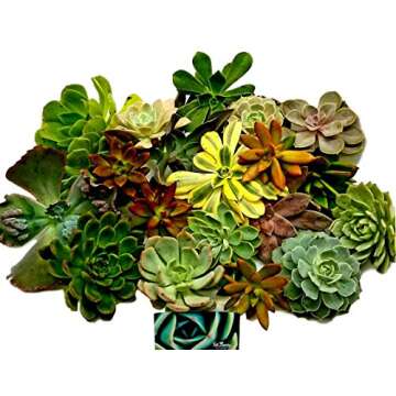 Fat Plants San Diego Large Rosette Succulent Cutting Packages (20)