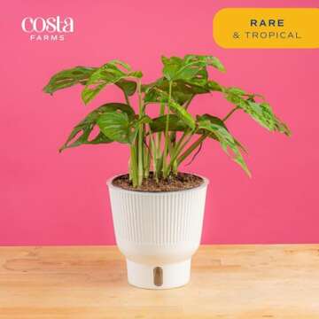 Costa Farms Little Monstera Plant, Easy to Grow Houseplant, Live Indoor Plant Potted in Cute Garden Plant Pot, Potting Soil, Housewarming Gift, Home, Office, and Tropical Room Decor, 12-Inches Tall