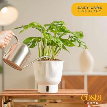 Costa Farms Little Monstera Plant, Easy to Grow Houseplant, Live Indoor Plant Potted in Cute Garden Plant Pot, Potting Soil, Housewarming Gift, Home, Office, and Tropical Room Decor, 12-Inches Tall