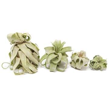 Medium Air Plants Streptophylla - Live Tillandsia Succulent House Plants - Available in Wholesale and Bulk - Home and Garden Decor - Easy Care Indoor and Outdoor Plants (Pack of 1)