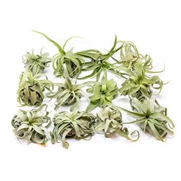 Medium Air Plants Streptophylla - Live Tillandsia Succulent House Plants - Available in Wholesale and Bulk - Home and Garden Decor - Easy Care Indoor and Outdoor Plants (Pack of 1)