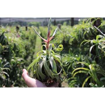 Medium Air Plants Streptophylla - Live Tillandsia Succulent House Plants - Available in Wholesale and Bulk - Home and Garden Decor - Easy Care Indoor and Outdoor Plants (Pack of 1)