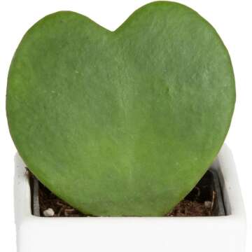 Hoya Heart Houseplant