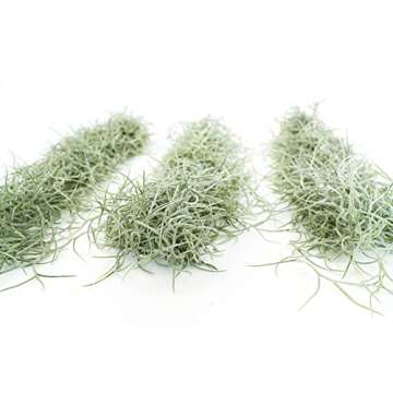 3 Pack Thick Colombian Spanish Moss Live Strands with Wire Hook - Tillandsia Usneiodes - Live Tillandsia Succulent House Plants - Home and Garden Decor - Easy Care Indoor and Outdoor Plants