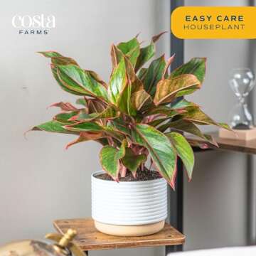 Costa Farms Red Chinese Evergreen Live Indoor Plant, Easy Care Houseplant in Modern Decor Planter, Excellent Housewarming Gift, Unique Home Decor, Room Décor, 15-Inches Tall