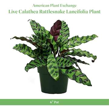 American Plant Exchange Calathea Rattlesnake with White Pot Cover, Live Indoor Houseplant, 6-Inch Pot, Long Leaf Prayer Plant, Pet Safe, Tropical Plant for Home & Garden Décor