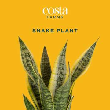 Costa Farms Snake Plant, Easy Care Live Indoor Plant in Décor Planter, Beautiful Clean Air Purifying Houseplant, Boho Home and Room Décor, Housewarming Gift, 8-Inches Tall