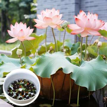 Jardinpatio 160pcs Bowl Lotus Seeds Mixed Lotus Seeds for Planting Water Features Bonsai Lotus Flower Seeds Indoor Outdoor Garden Pond Grow Easily Low Maintenance