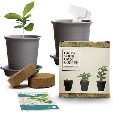Grow Your Own Coffee Plant Kit