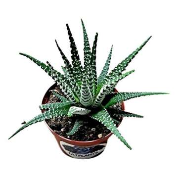 Haworthia fasciata 'superwhite', Live Succulent Fully Rooted in 4" Pots with Soil Mix, Rare House Plant for Home Office Indoor Outdoor Wedding Decoration, DIY Projects, Party Favor Gift