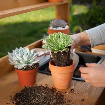 Succulent & Cactus Soil Mix - Ideal for Indoor Plants