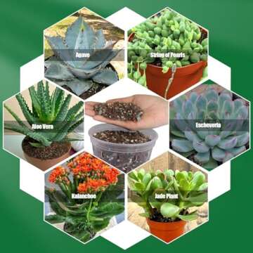 Succulent & Cactus Soil Mix - Ideal for Indoor Plants