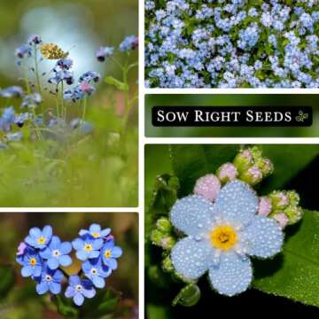 Sow Right Seeds - Forget-Me-Not Flower Seeds for Planting (Cynoglossum amabile) - Non-GMO Heirloom Packet with Instructions - Great to Pair with Cards of Remembrance - Small Blue Memory Blooms (1)