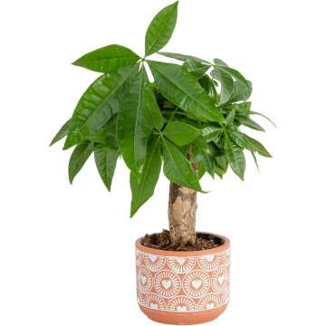 Costa Farms Money Tree, Small Easy to Grow Live Indoor Plant, Live Bonsai Houseplant in Cute Decor Plant Pot, Birthday, New House Gift, Plant Shelf or Tabletop Room Decor, 10-Inches Tall