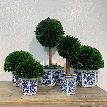 Galt International 7" Naturally Preserved Real Boxwood Ball in Hand-Painted Blue & White China Pot Planter Green Indoor Plant Home Decor (Small 7" Tall Topiary)