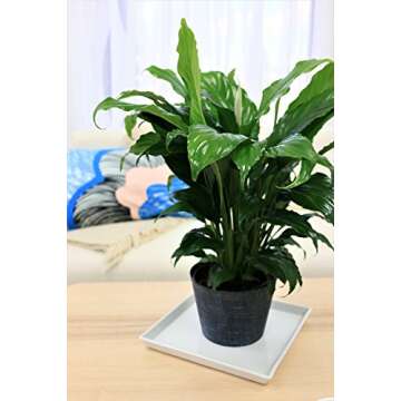 Costa Farms Peace Lily, Spathiphyllum, Live Indoor Plant, 2-Feet Tall, Ships in Grow Pot, Fresh From Our Farm, Excellent Gift or Home Décor