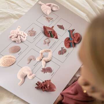 Mini Human Body Anatomy Model Set for Kids