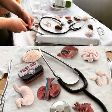 Mini Human Body Anatomy Model Set for Kids