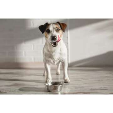 16 OZ Stainless Steel Dog Bowl by Van Ness Pets