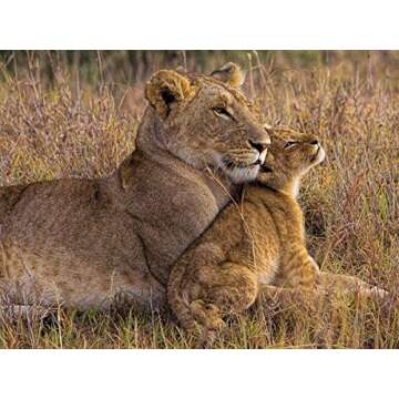 African Animal Photography Ready to Hang Gallery Wrap Canvas Wall Art 24x32 Baby Lion with Mother by Henry Jager Made in The USA by Bentley Art Publishing