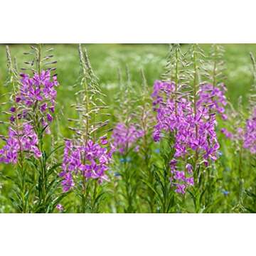 Fireweeds Herb (Epilobium Angustifolium L. - Epilobium Angustifolium Herba) Health Embassy - 100% Natural (100g)