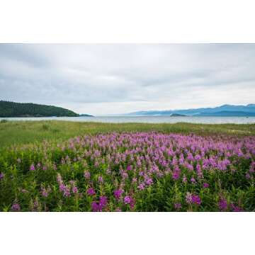 Fireweeds Herb (Epilobium Angustifolium L. - Epilobium Angustifolium Herba) Health Embassy - 100% Natural (100g)