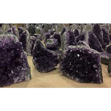 Extreme Rocks & Fossils Amethyst Cluster - 3 to 3.5 pounds of Powerful, deep Purple Crystals. Geode from Uruguay. Includes Bonus 3 inch Selenite Wand