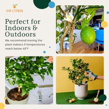 Meyer Lemon Trees Live Plants Indoor Outdoor - Real Lemon Fruit Tree Cannot Ship: CA, AZ/TX – Easy to Grow Lemon Plant Citrus Tree, Live Indoor Plants, Indoor Fruit Trees Live Plants by Via Citrus