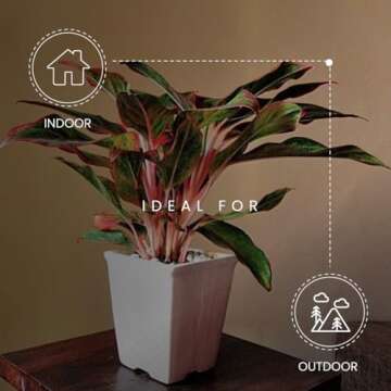 American Plant Exchange Aglaonema Red Sapphire Live Plant, Chinese Evergreen Plant, Plant Pot for Home and Garden Decor, 6" Pot