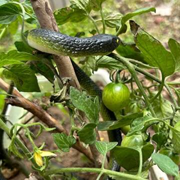 Porgaten 8 Packs Fake Snake Rubber Snake Realistic Snakes for Garden Props to Keep Birds Away, Snake Toys That Look Real Prank Stuff for April Fools Day Halloween Party Favors