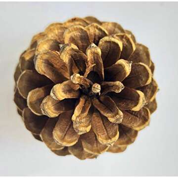 10 Large PineCones 4" to 6” Tall Bulk Package All Natural, Bug Free, and Perfect for Crafting for Home Accent Decor Pine Cones - UNSCENTED (10)