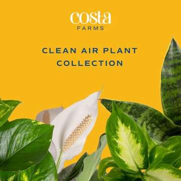 Costa Farms Live House Plants (6 Pack), Easy to Grow Live Indoor Houseplants, Grower's Choice Air Purifier Set, Potted in Indoors Garden Plant Pots, Potting Soil, Housewarming Gift, Home or Room Decor