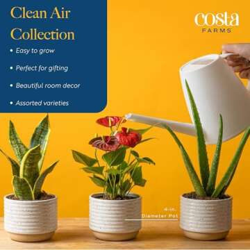 Costa Farms Live House Plants (6 Pack), Easy to Grow Live Indoor Houseplants, Grower's Choice Air Purifier Set, Potted in Indoors Garden Plant Pots, Potting Soil, Housewarming Gift, Home or Room Decor