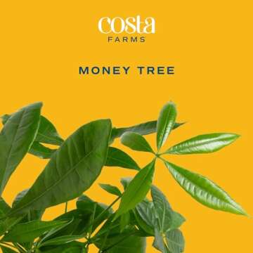 Costa Farms Money Tree Live Plant, Easy to Grow Houseplant Potted in Indoor Garden Pot, Pachira Bonsai in Potting Soil, Gift for Birthday, Housewarming, Thank You, Office and Home Decor, 3-4 Feet Tall