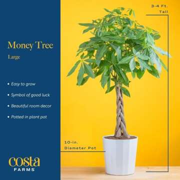 Costa Farms Money Tree Live Plant, Easy to Grow Houseplant Potted in Indoor Garden Pot, Pachira Bonsai in Potting Soil, Gift for Birthday, Housewarming, Thank You, Office and Home Decor, 3-4 Feet Tall