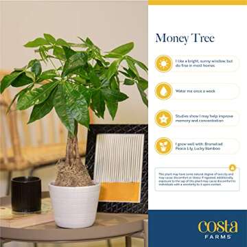 Costa Farms Money Tree Live Plant, Easy to Grow Houseplant Potted in Indoor Garden Pot, Pachira Bonsai in Potting Soil, Gift for Birthday, Housewarming, Thank You, Office and Home Decor, 3-4 Feet Tall