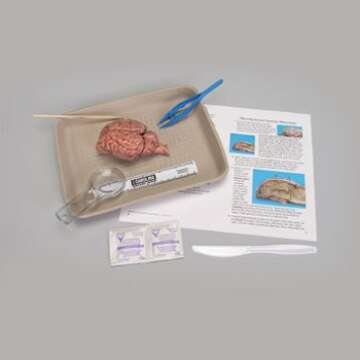 Carolina Sheep Brain Dissection Kit – Complete Anatomy Learning Set | Step-By-Step Guides, Tools, And Digital Resources | Ideal For Classroom And Homeschool Dissections